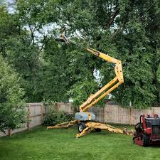 Best Tree Trimming and Pruning  in Holly Hill, FL